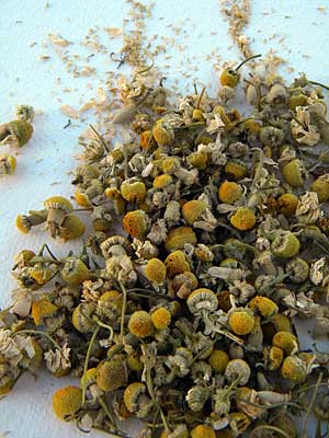 camomile