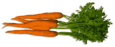 zanahoria-carrot