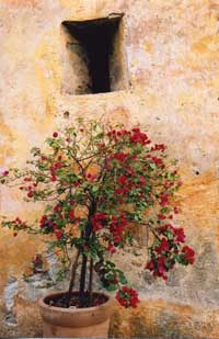 buganvilla