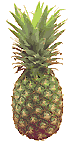 pina-pineapple
