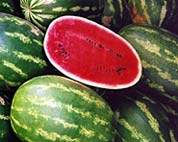 sandia